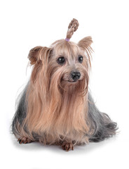 Yorkshire Terrier with braid