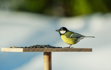 Great tit Parus Major on feeder at winter