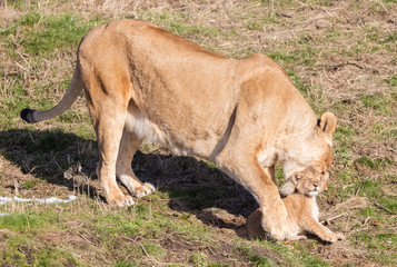 Lioness and cubs, exploring their surroundings