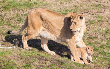Lioness and cubs, exploring their surroundings