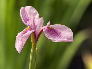 Pink iris