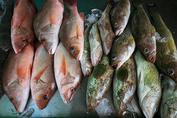 the marine market. Marine fish on the counter. Red carp.