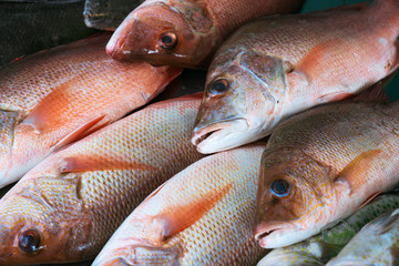the marine market. Marine fish on the counter. Red sea bass.