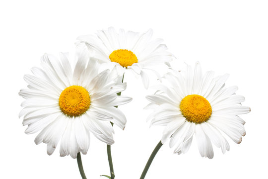 Floral wallpaper.  Beautiful white camomiles