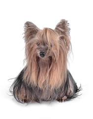 (Yorkshire Terrier)