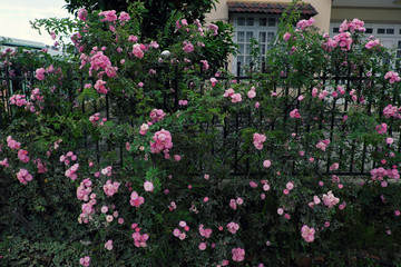 Climbing roses trellis, beautiful fence front of house