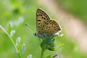 Fototapeta na wymiar Lycaena tityrus, Sooty Copper butterfly in the grass.