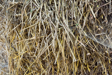 Round bale of straw close-up..