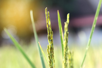 Colorful  grain on top of rice on wayside between sidewalk trave