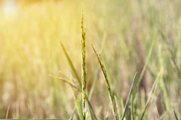 Colorful  grain on top of rice on wayside between sidewalk trave