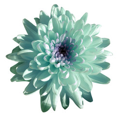 turquoise-blue-white flower chrysanthemum, garden flower, white  isolated background with clipping path.  Closeup. no shadows. green centre. Nature.