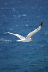 Seagull flying