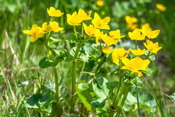 Yellow flowers on spring meadow, marsh marigolds blooming on wetlands