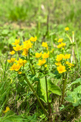 Yellow flowers on spring meadow, marsh marigolds blooming on wetlands