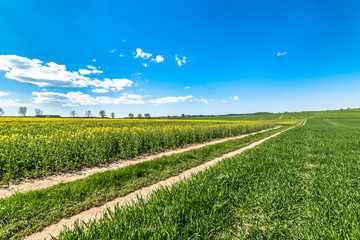 Yellow field of rapeseed and cereal at dirt road landscape, Poland