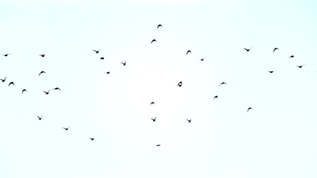 Birds flying in the sky in opposite directions. Nature background with wildlife in slow motion.