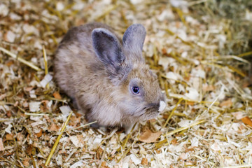 little red bunny sitting on straw