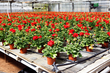 Cultivation of pink, purple, red geraniums flowers in a greenhouse.