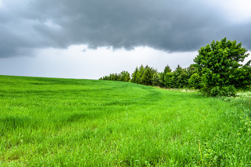 Green field, landscape, spring meadow with grass.
