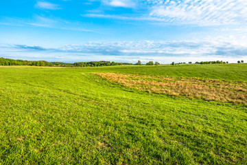 Fototapeta na wymiar Landscape of field with green grass in spring