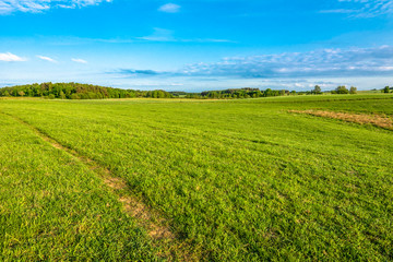 Fototapeta na wymiar Landscape of field with green grass and sky