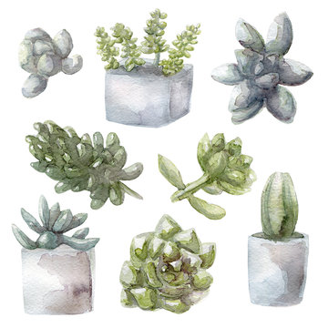 watercolor succulent green plants collection illustration, isolated on white background