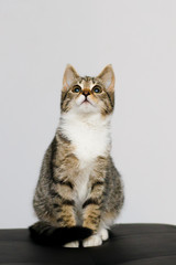 Obraz premium kitten