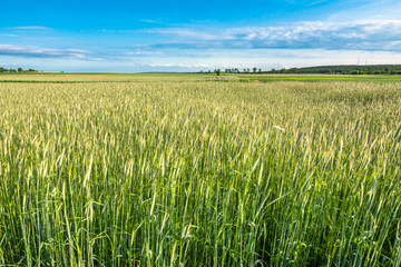 Green field with cereal, rural landscape in spring