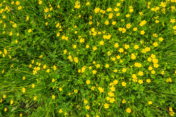 Yellow flowers, texture, green grass on spring meadow