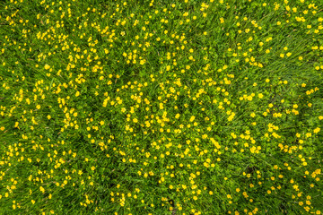 Obraz premium Wiosenna trawa tekstury z kwiatami, widok z góry na pole