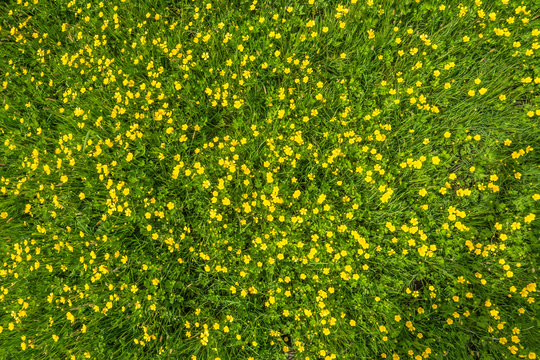 Spring grass texture with flowers, top view on field
