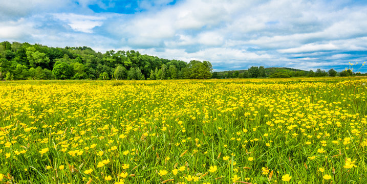 Panorama of meadow with spring flowers yellow buttercups.