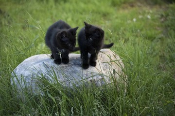 Black kittens on the stone in the green grass background. Black kitten outdoors.