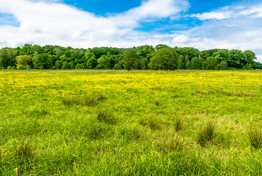 Yellow flowers field, forest and blue sky