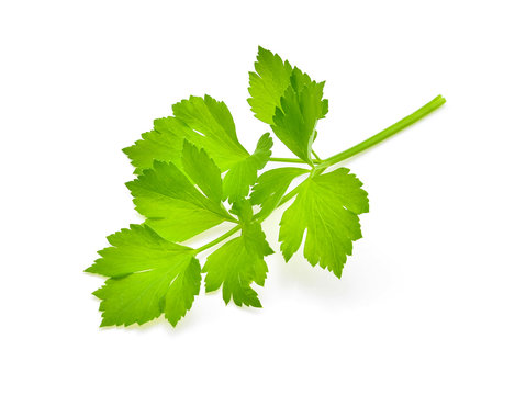 celery leaf isolated on white background