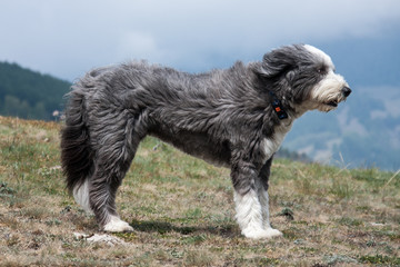 Bearded Collie dog in the alps of Vinschgau, South Tyrol, Italy
