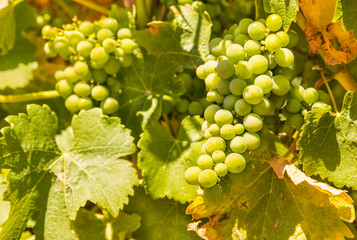 closeup of Sauvignon Blanc grapes on vine in vineyard