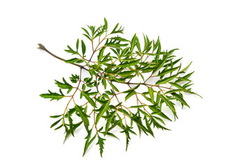 Polyscias leaf isolated on white background