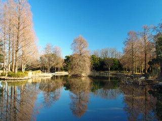 Fototapeta na wymiar 冬の公園風景