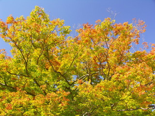 Fototapeta premium 紅葉の欅