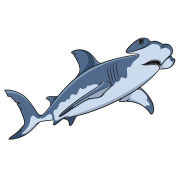 Vector color illustration of the hammerhead shark. Isolated object on a white background.