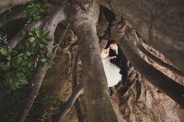 beautiful newlyweds on the bark of a wonderful tree