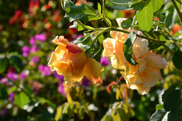 Garten 728