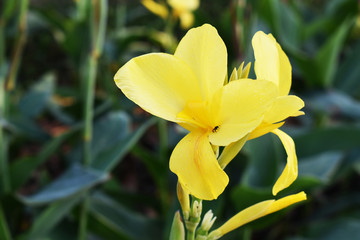 Yellow Canna Lilly, Canna Flower