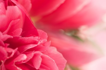 Closeup of fresh pink peony flowers with gradient defocus. Card with space for text. Diagonal composition