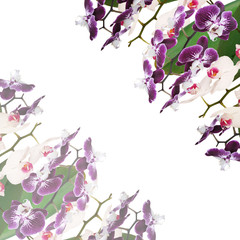 Beautiful floral background of white and purple orchids 