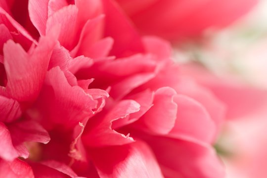 Closeup of fresh pink peony flowers with gradient defocus. Card with space for text © sosnovskaya