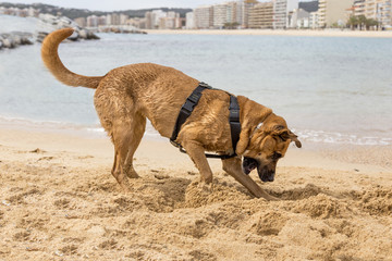 Brown dog near the water