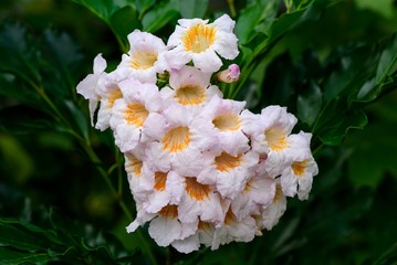 China doll flower or radermachera sinica , a trumpet-like flower