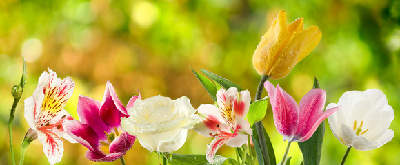 isolated image of beautiful flowers on green background.